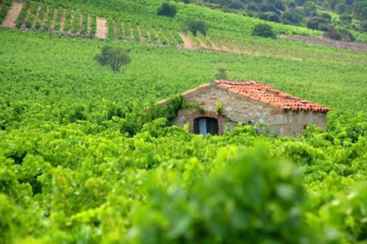 Chambres d'Hôtes et Gîtes- L'Abri sous Roche Tautavel Extérieur photo